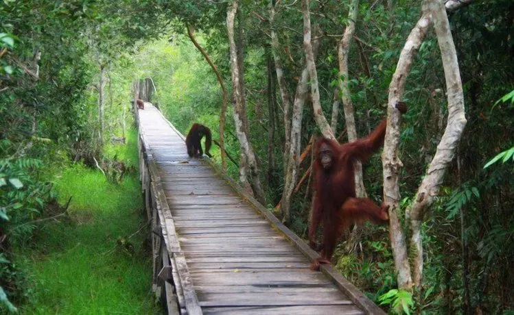 Rimba Orangutan Ecolodge - Image 1