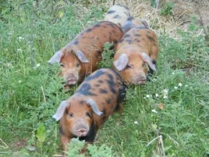 Greenway Farm - Image 1