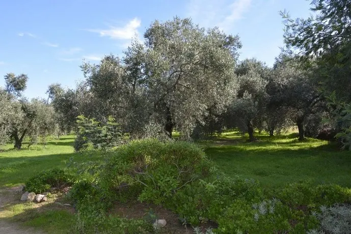 L'Asfodelo - Image 1