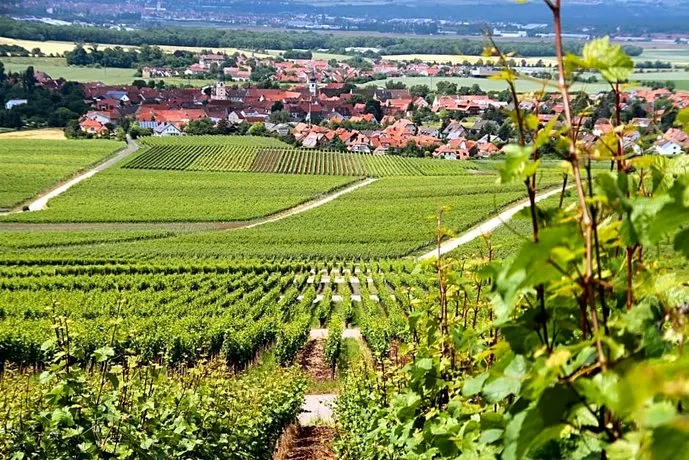 Schwan, Zum Rödelseer - Image 1