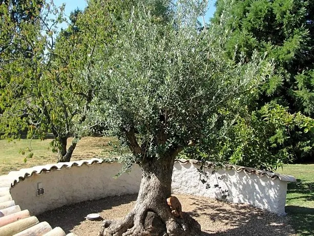 L'alivu - Image 1