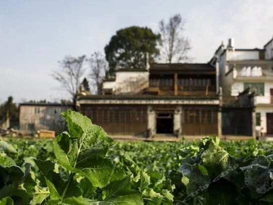 Wuyuan Huatianxi Thousand-Mu Rapeseed Flower Sea Photography Homestay - Image 1