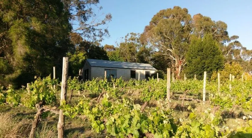 Lost in the Vines - Image 1