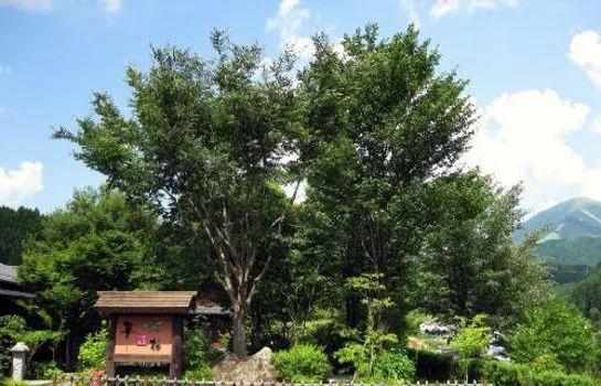 Yamakawa Onsen Hanayu - Image 1