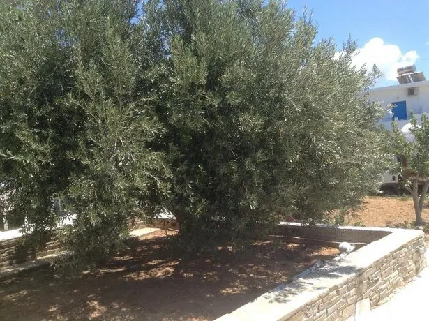 Adriana Studios Antiparos Town - Image 1