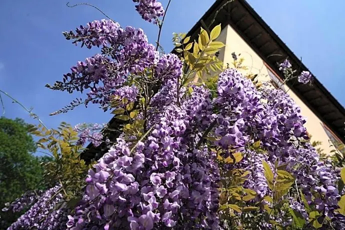 I Faggi Di S Giorgio - Image 1