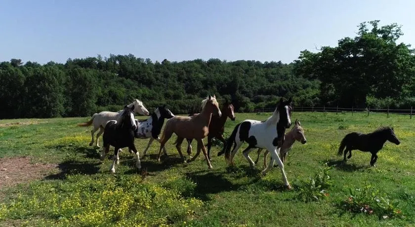 Gite Equestre Domaine des Crins - Monpazier - Image 1