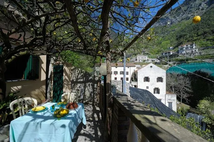 Lemon Garden - Image 1