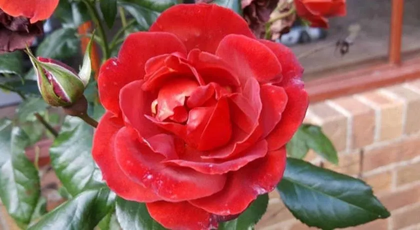 Floraison Red Hill - Image 1