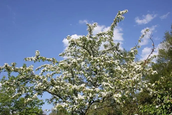 De Betuwe Hoeve - Image 1