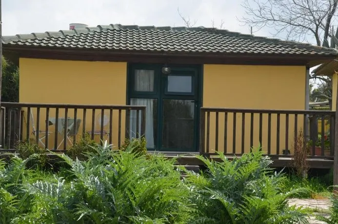 The OLive Tree - Image 1