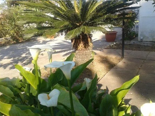 Villa Oasi Cesare - Image 1
