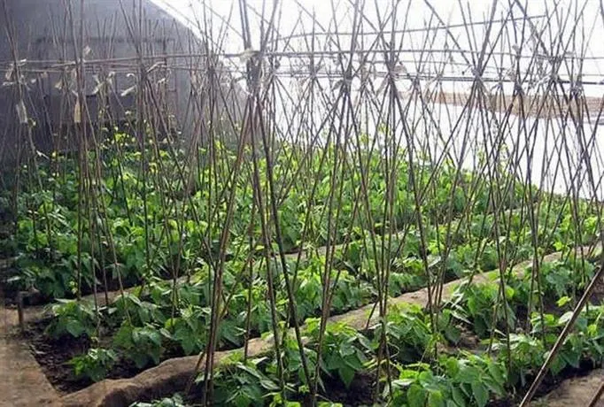 Beijing Old Zhang Garden Farmstay Xiandai Gongshe - Image 1