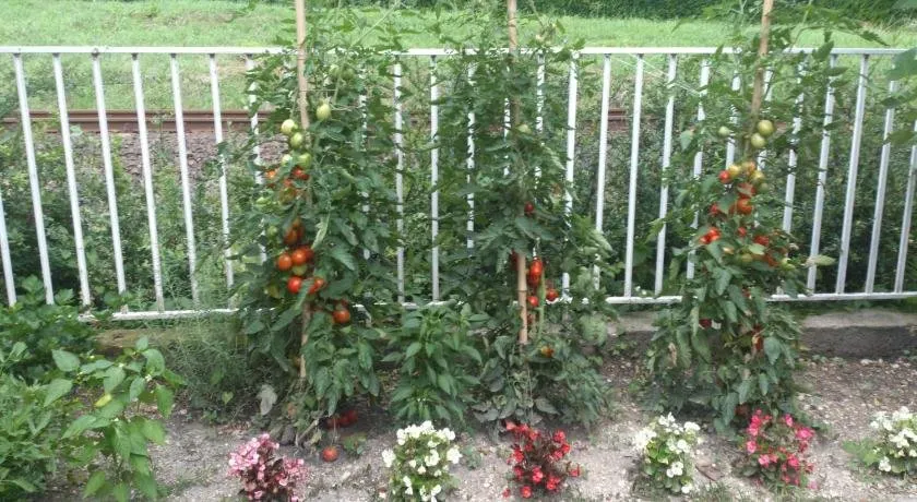 Kincsem Apartman - Image 1