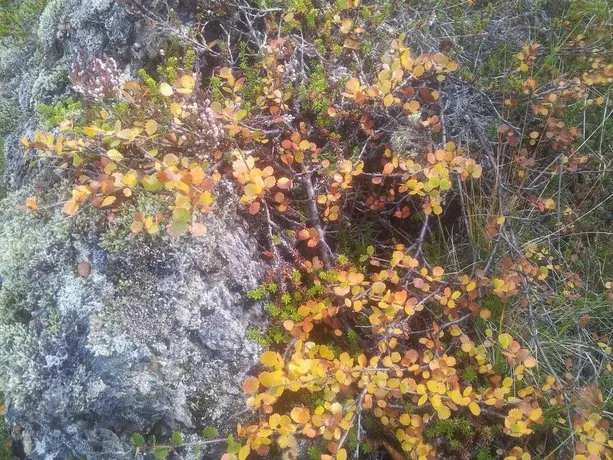 Vetursetur - Image 1
