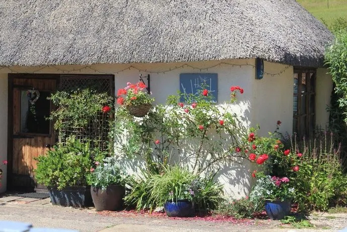 The Nest Shaldon - Image 1