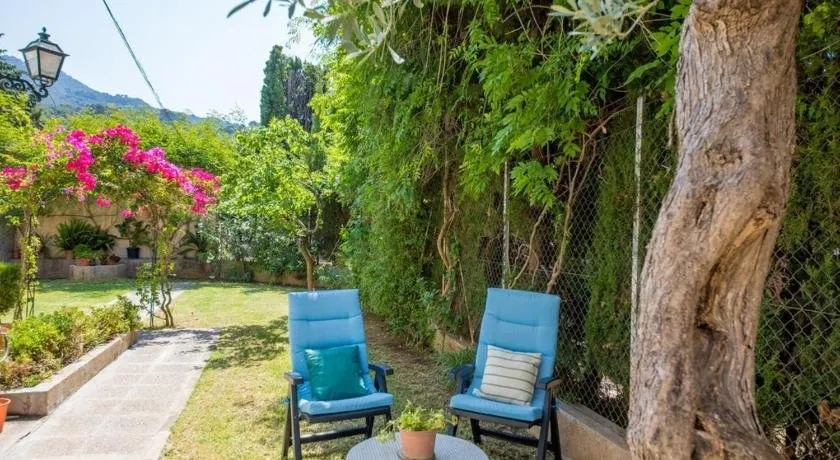 Bouganvillea - Image 1