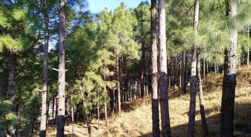 Pine Villa - Image 1