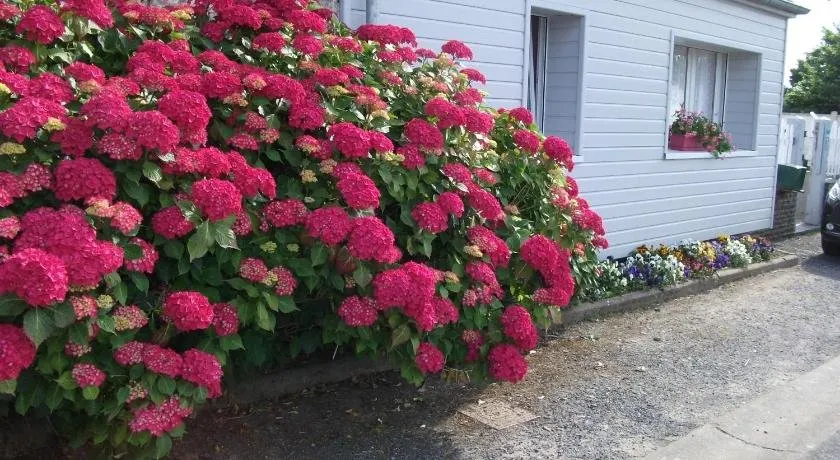 Les Hortensias - Image 1