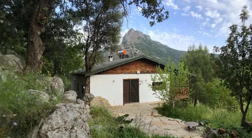 Jungle House - Image 1
