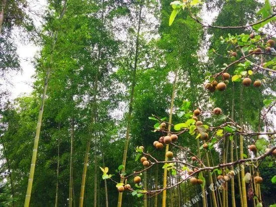 Timing jiangwan farm - Image 1