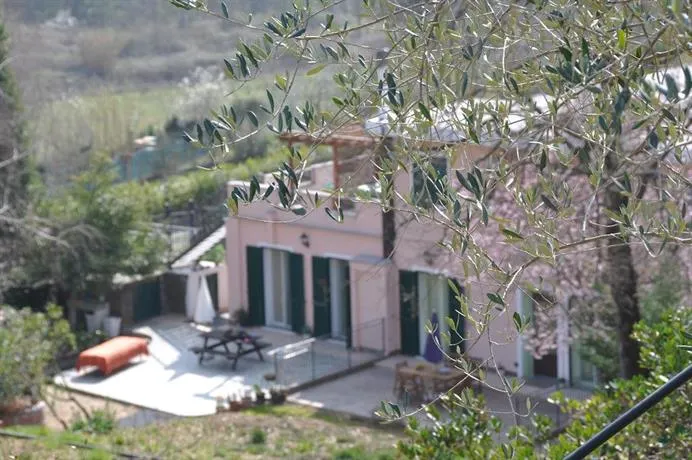Ulivi e Corbezzoli - Image 1