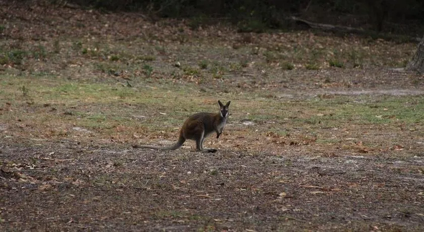 Pindari - Tiny Home Kangaroo Valley - Image 1