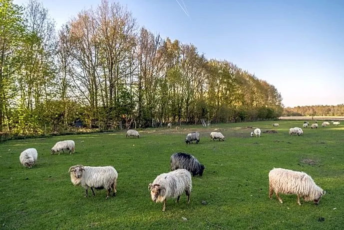 Elsebein-pipowagen - Image 1