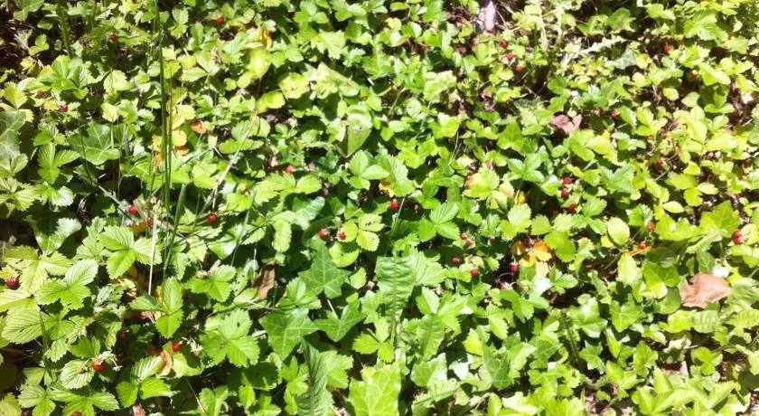 Holiday Home Nanin Konak - Image 1