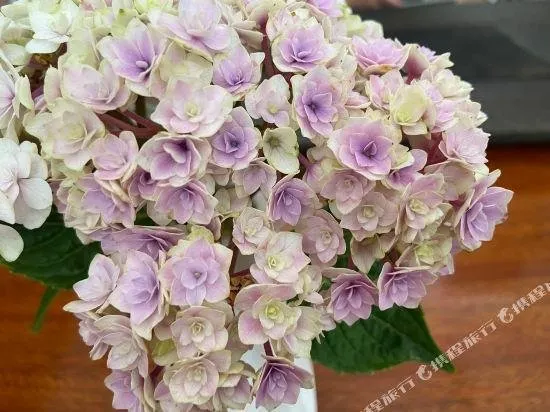 Jihongjiahaikezhan - Image 1