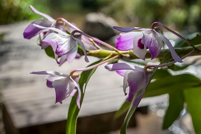 Pousada Flor Do Mato - Image 1