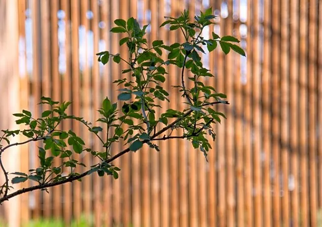 Baumhaus Lodge Schrems - Image 1