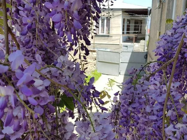 Guest House Heart Of Telavi - Image 1