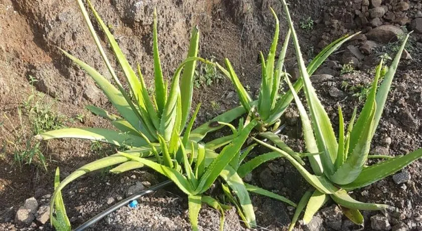 Jandyal Farm House - Image 1