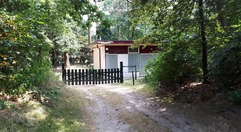 Bonte Specht - Image 1