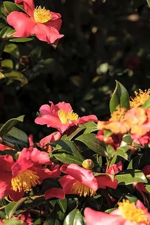 Parco Botanico Fiorlago - Image 1