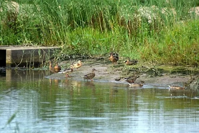 B&B 't Steurgat - Image 1