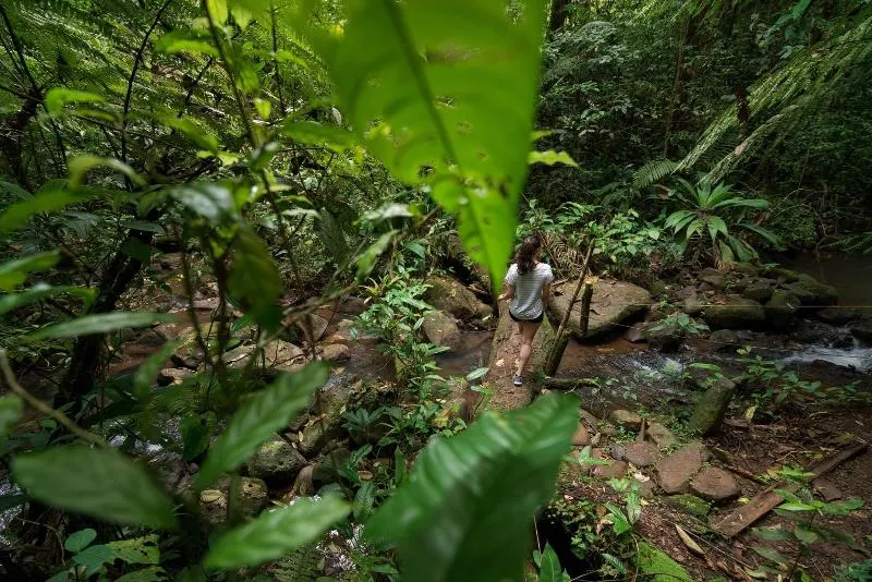 La Tigra Rainforest Lodge - Image 1