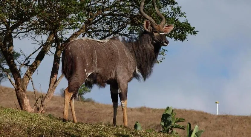 Nyala Guest House - Image 1