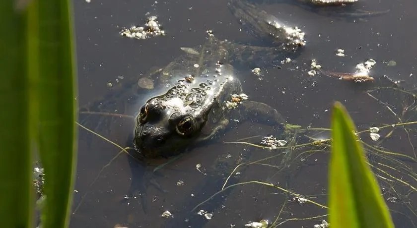 De Lage polder - Image 1