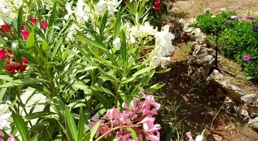 Villa Oleander - Image 1