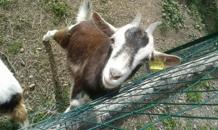 Night At The Mini Farm - Image 1