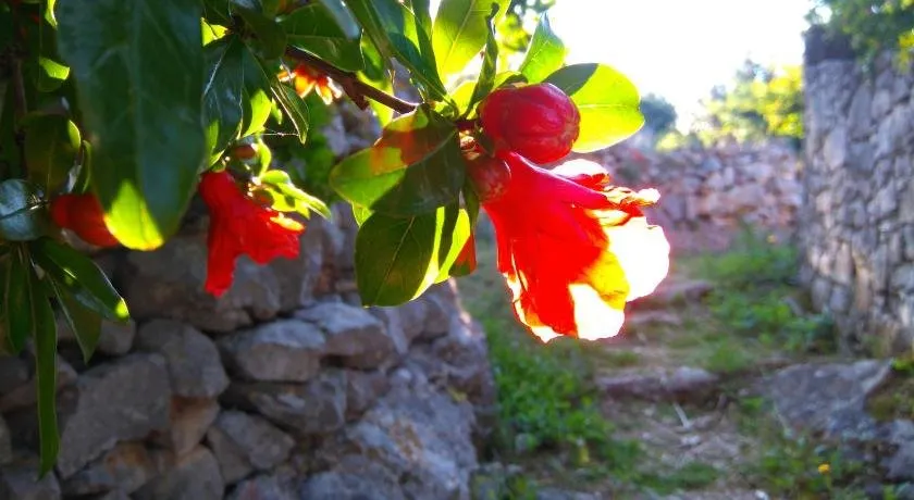 Garden Fairy - Image 1