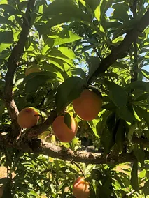 Finca Vergel - Image 4