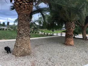Private Palm Tree Home with Huge Gated Yard! - Image 2
