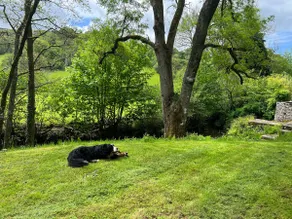 Tan Y Cestyll, Beautiful Cottage with Stream - Image 5