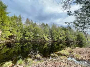 Relaxing Wooded Retreat w amenities - Image 2