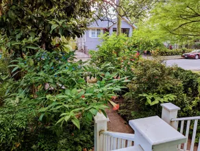 New! New Orleans Home on leafy lane near streetcar - Image 2
