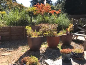 Casita In The Redwoods - Image 5
