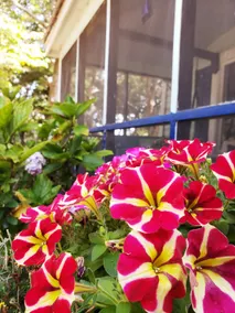 Wild Rose Cottage, Gardens, & Stained Glass Studio - Image 3
